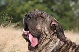 FILA BRASILEIRO 155
